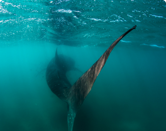 Commercial sea fishing - Protection and restoration of marine biodiversity  and ecosystems and compensation regimes in the framework of sustainable  fishing activities - Ribiški sklad