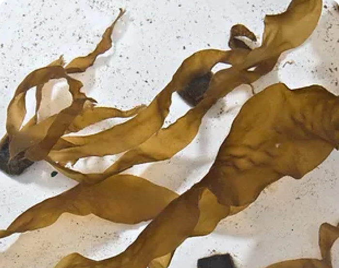 Kelp