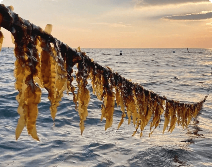 Kelp on a line